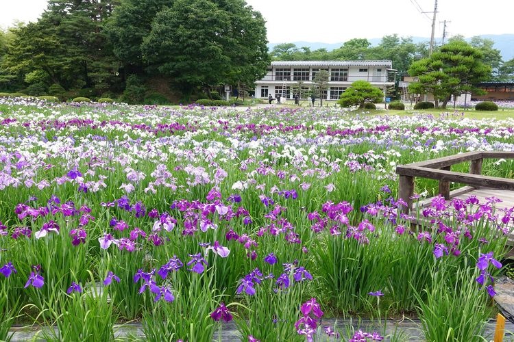 Jardín de Iris Horikiri Shobuen