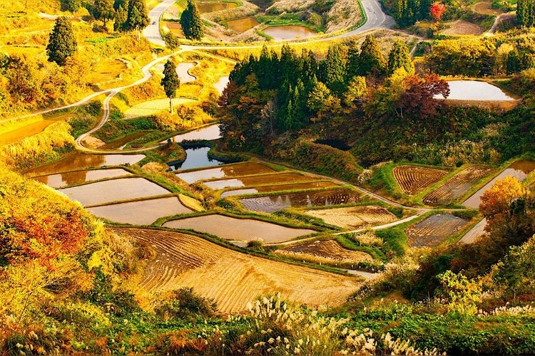 星峠棚田