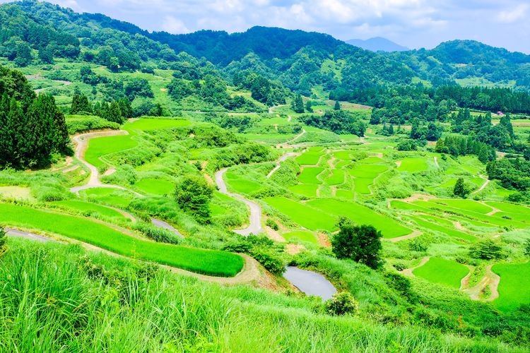 星峠棚田 2