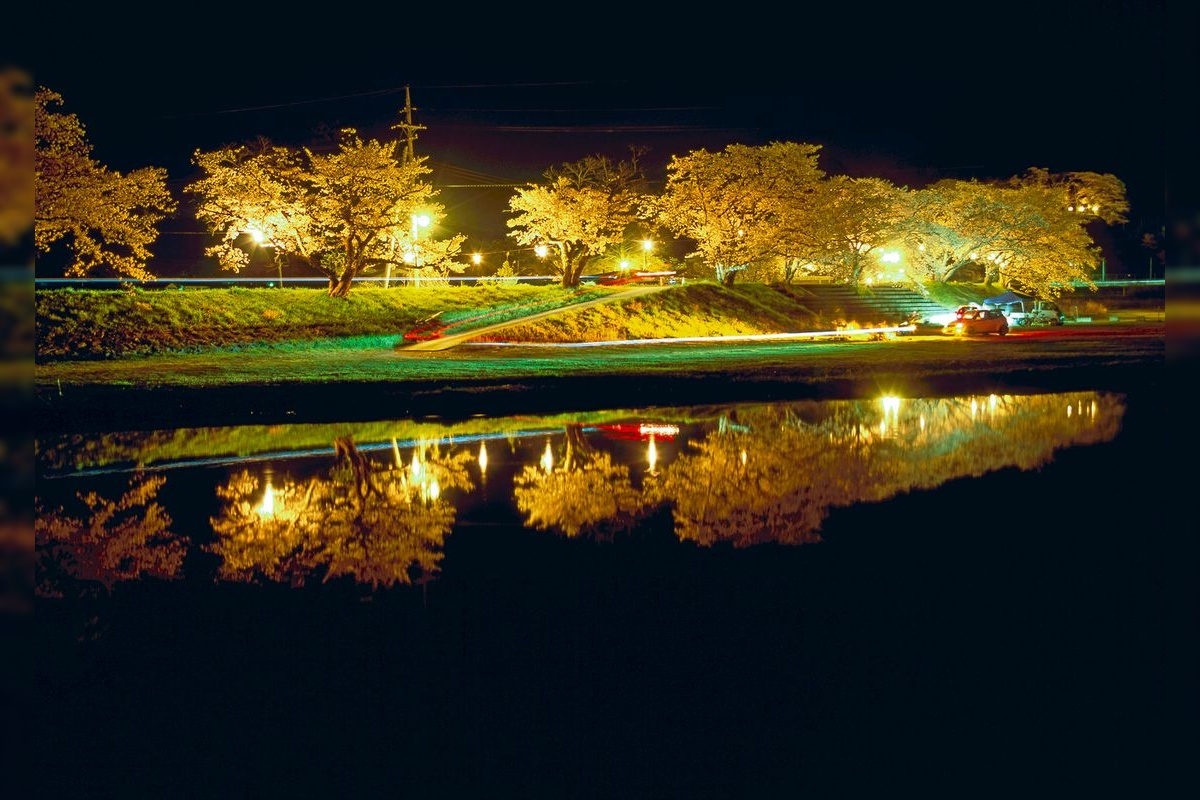 Hoshoji-gawa Sakura Trees