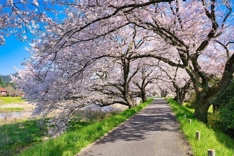 Hoshoji-gawa Sakura Trees