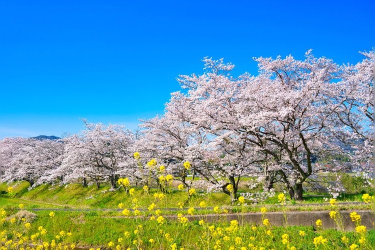 Hoshoji-gawa Sakura Trees 2