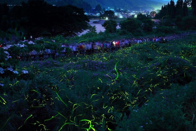 Hotaru Doyo Park