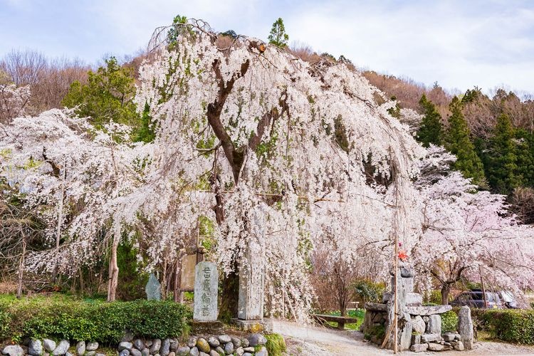 Hozon-ji
