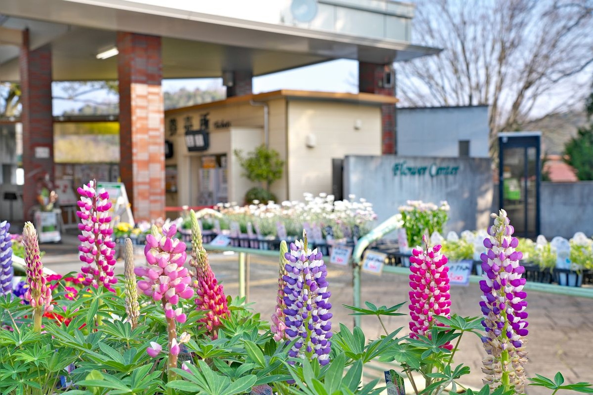 兵库县立植物中心 (Hyogo Prefectural Flower Center)