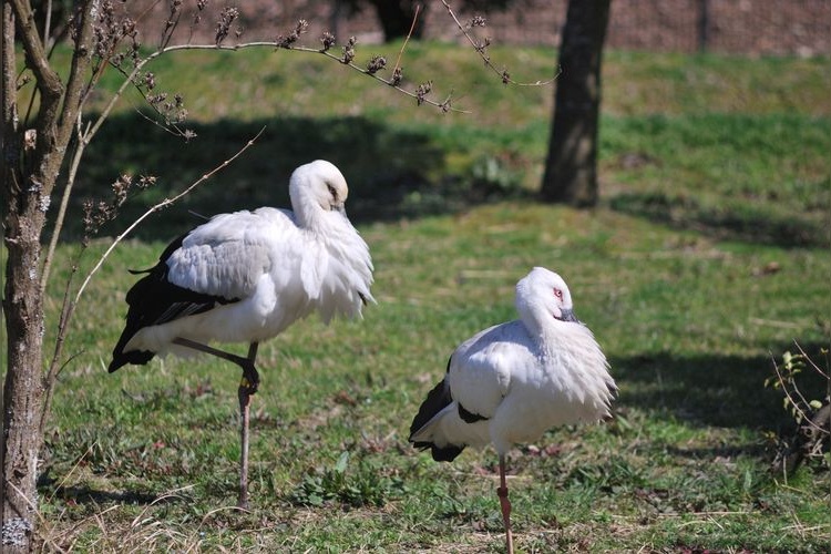 Hyogo Prefectural Kounotori no Sato Park