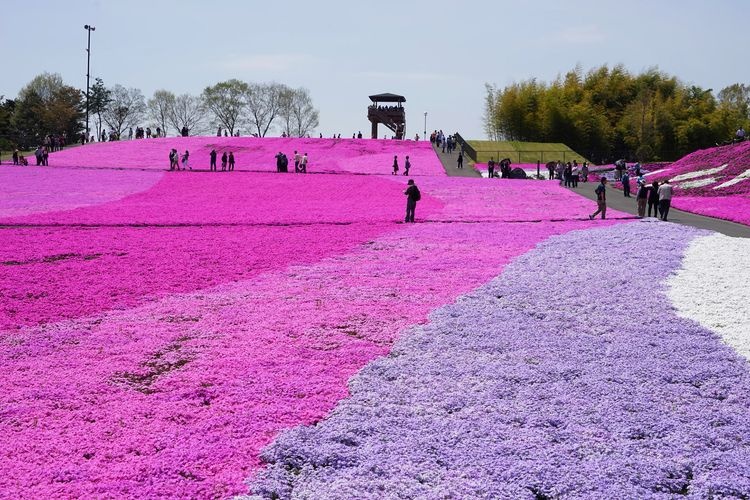 Parque Ichikai-machi Shibazakura 3
