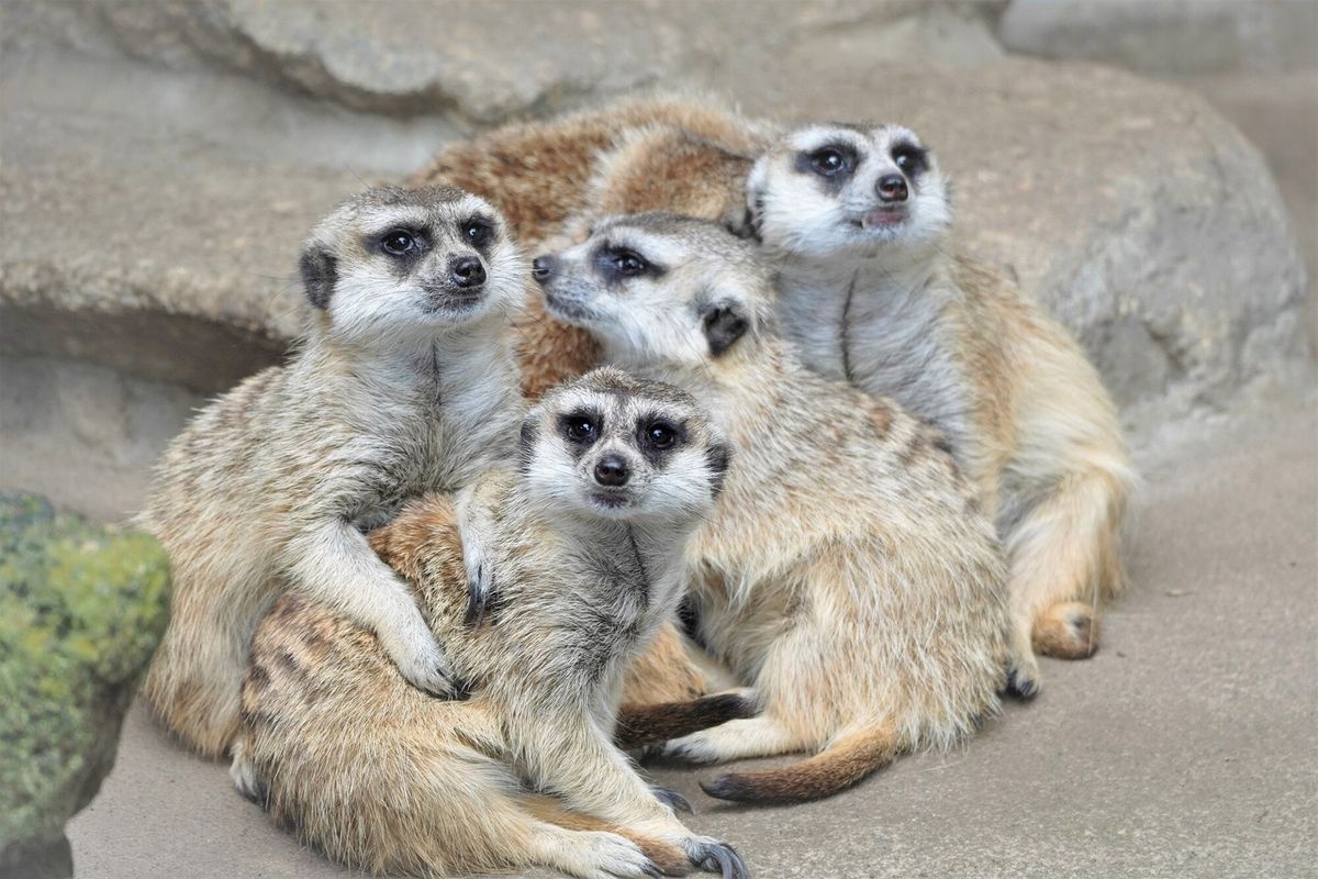Zoo et Jardin Botanique de Ichikawa