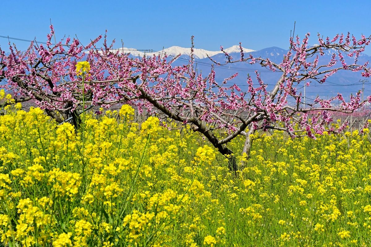 Flores de Melocotón en Ichimiya (Fuefuki Tougenkyou)