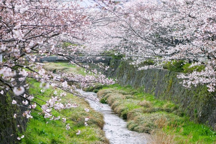 이노사카가와 (Ichinosaka River) 2
