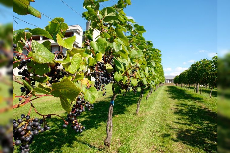Ikeda Wine Castle (Ikeda Town Grape & Wine Research Institute)