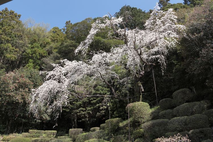 Ikko-ji 2
