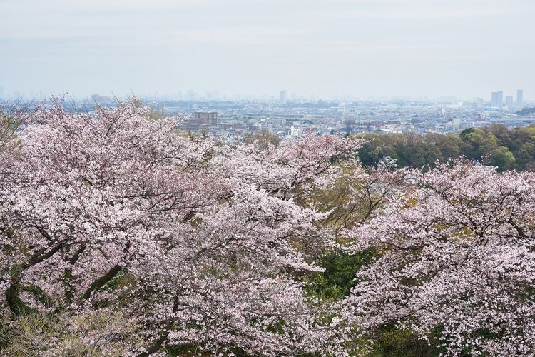 Ikuta Ryokuchi 3