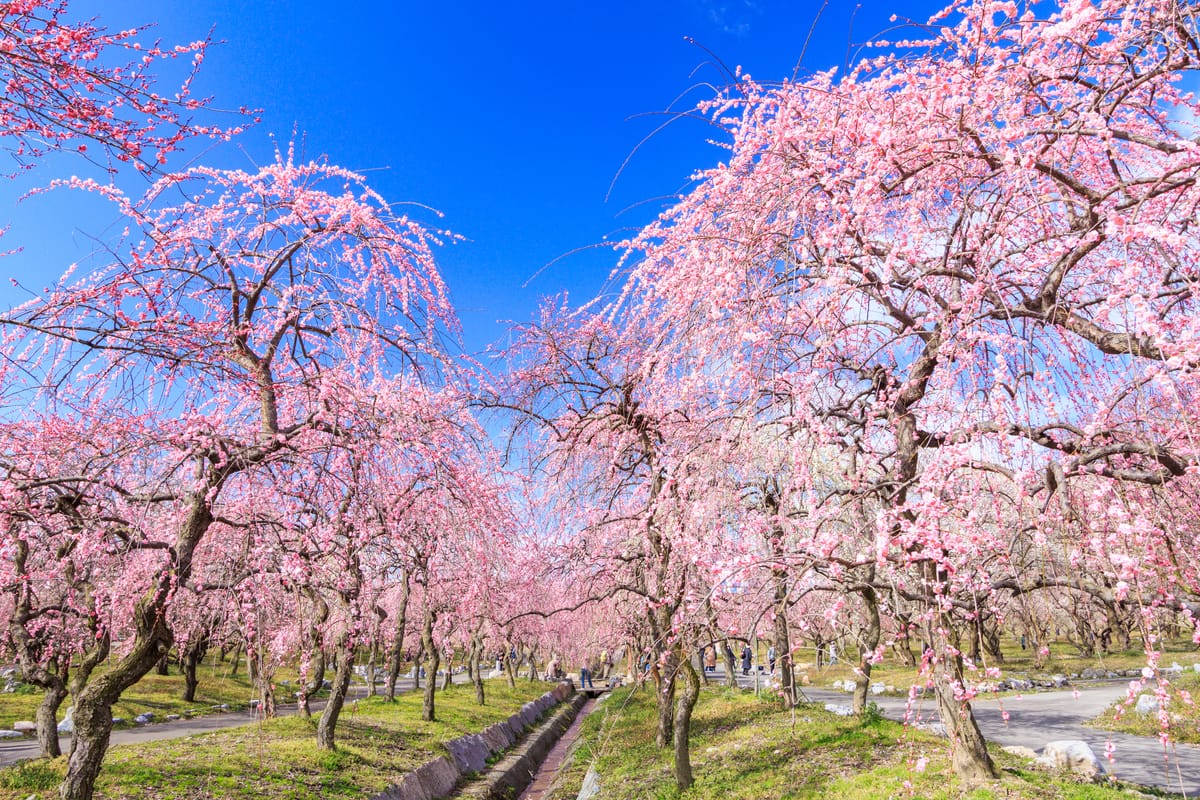 Inabe City Landwirtschaftlicher Park & Pflaumenhain