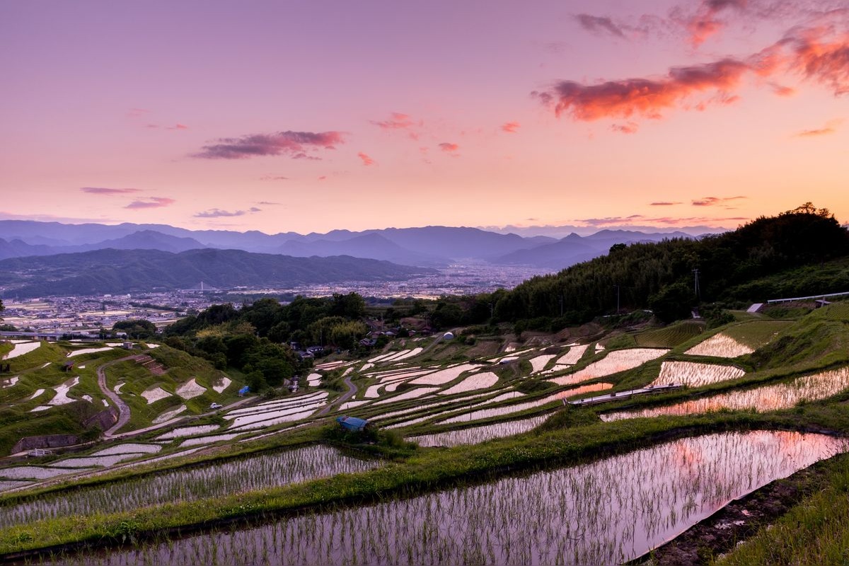 Rizières en terrasses d'Inakura