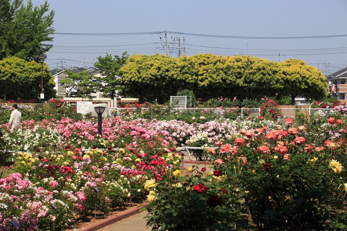 伊奈町のバラ園(町制施行記念公園)