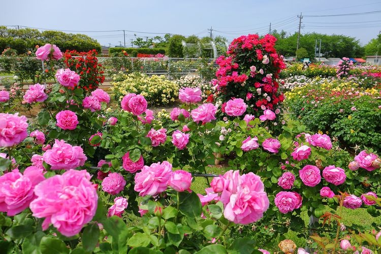 伊奈町のバラ園(町制施行記念公園)
