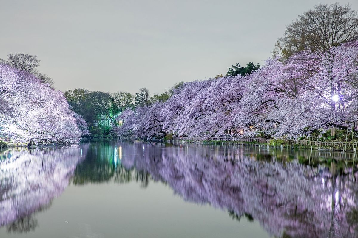 이노카시라 공원 (Inokashira Park)