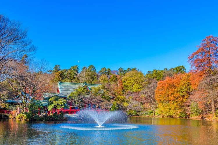 이노카시라 공원 (Inokashira Park)