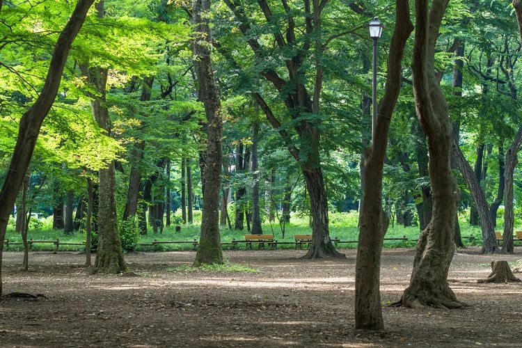 이노카시라 공원 (Inokashira Park) 2