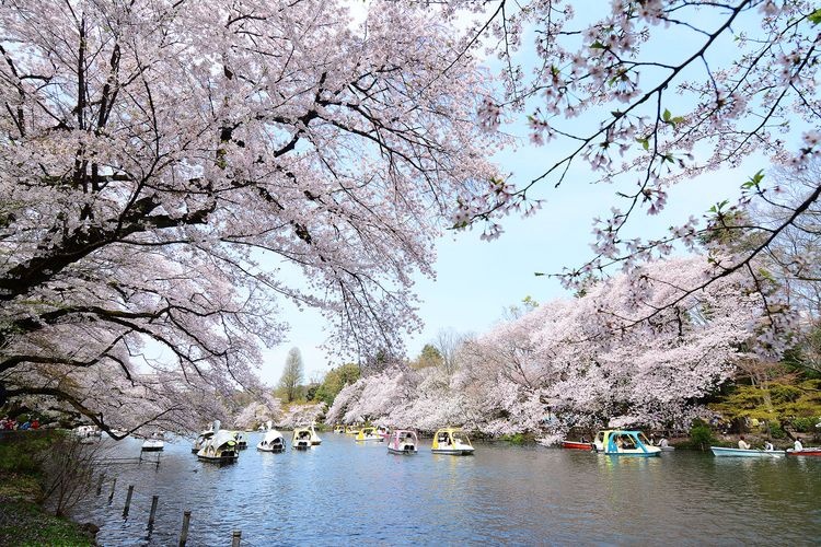 이노카시라 공원 (Inokashira Park) 3