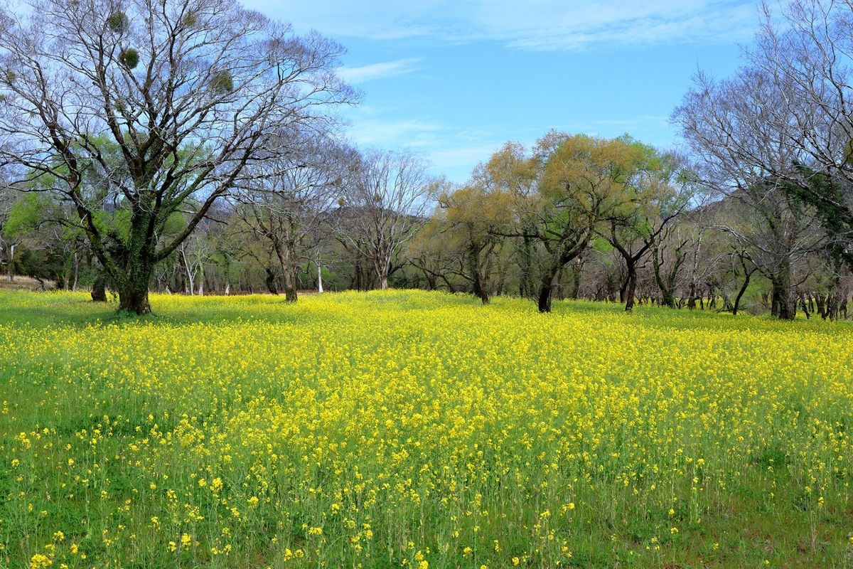 Irida Yanagi Forest