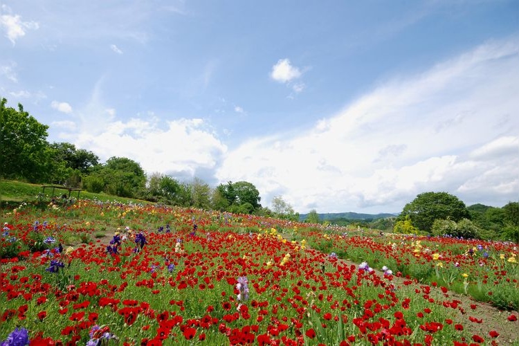 Iris no Oka (Iris Hill)