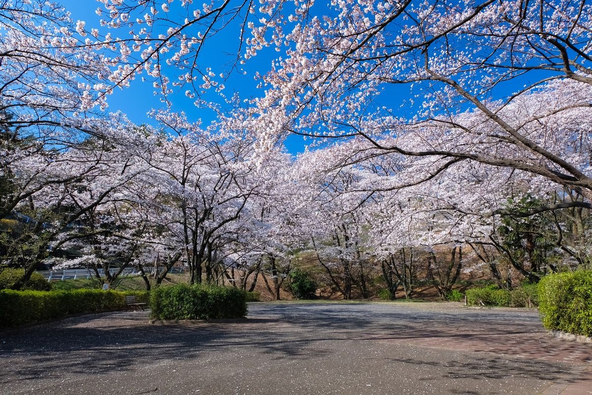 이로하자카 벚꽃 공원 (Iroha Zaka Sakura Park)