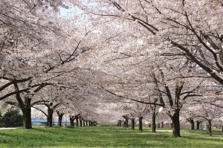入間川河川敷桜堤
