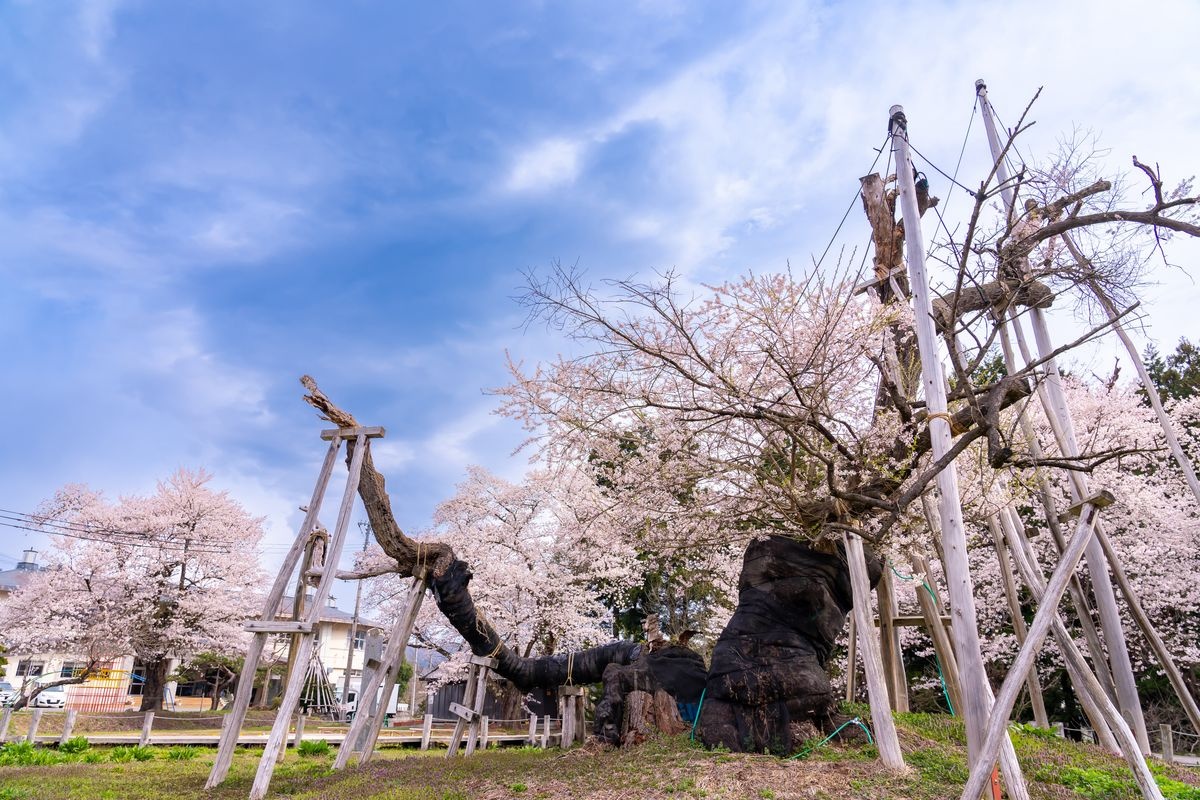 Isazawa no Kubo Sakura (ต้นซากุระประวัติศาสตร์อายุ 1,200 ปี)