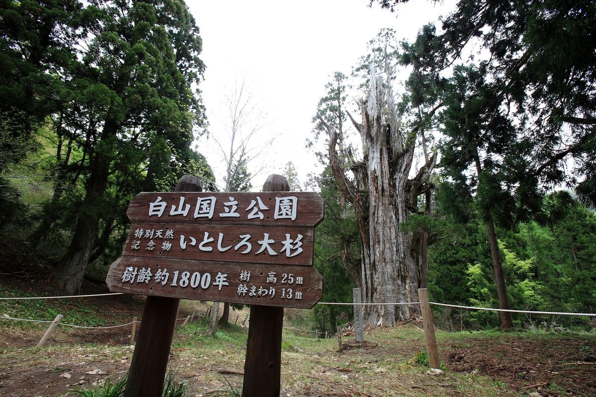 ต้นสนยักษ์เบคิโย อิโตชิโระ (Ishiroshiro no Osugi)