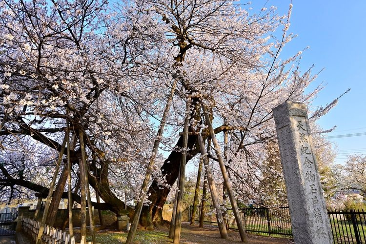 Ishido Kabazakura (Toko-ji Temple)