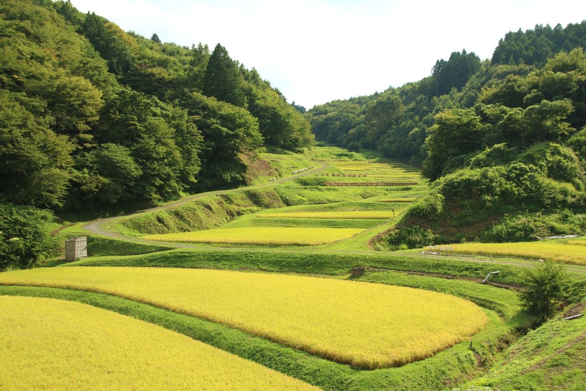入郷石畑の棚田