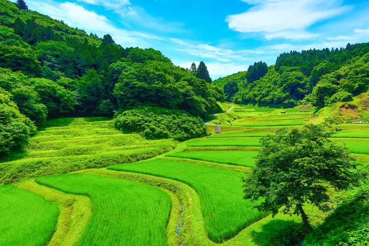 入郷石畑の棚田 2