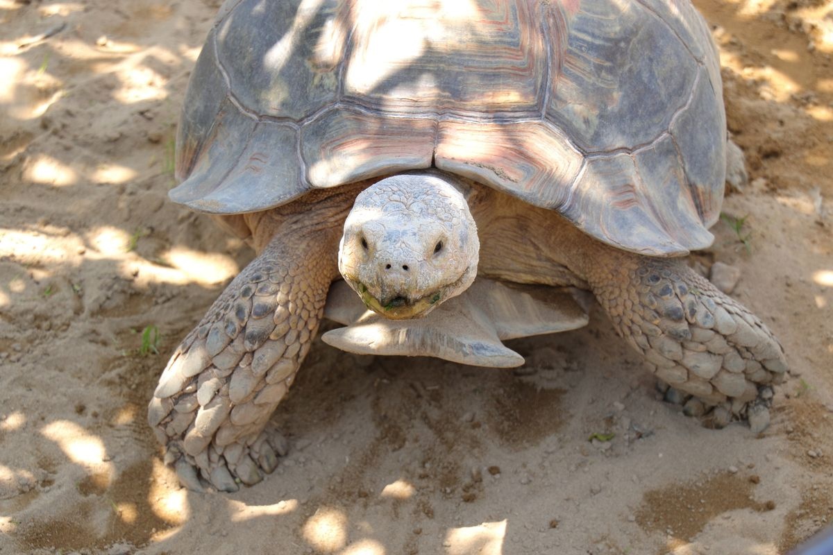 Zoo d'Ishikawa