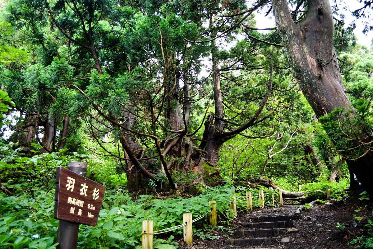 石名天然杉