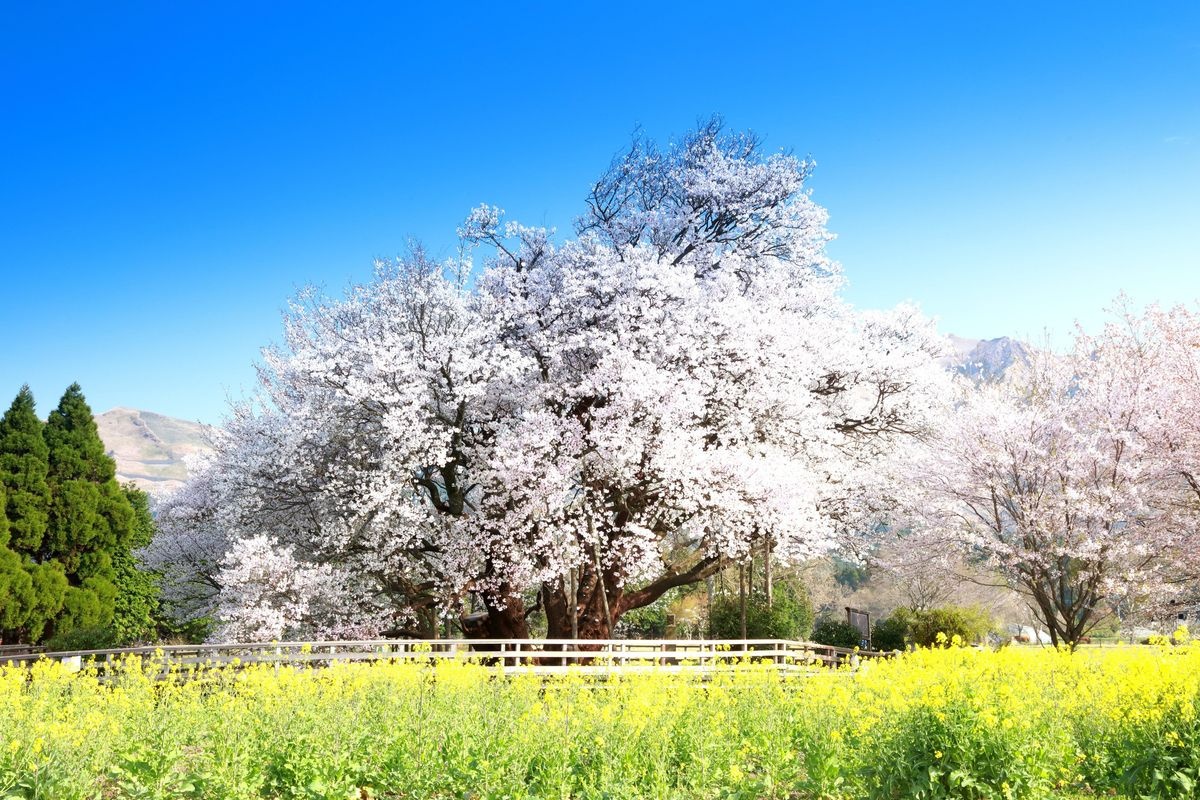 一心行の大桜