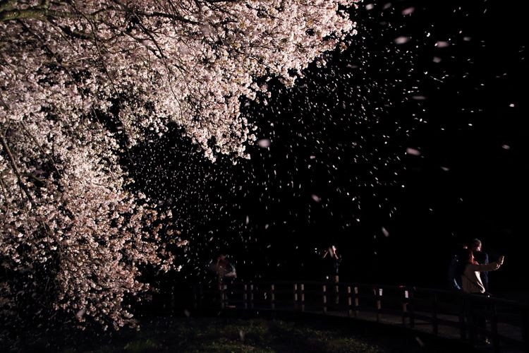 Isshingyo no Ozakura