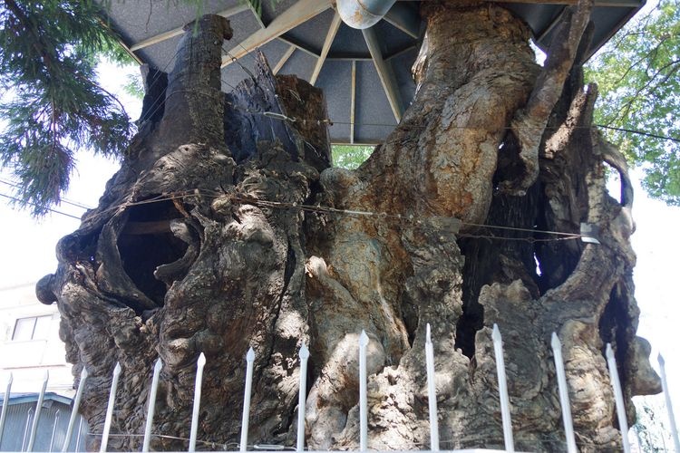 이와 신사 (Iwa Shrine) 2