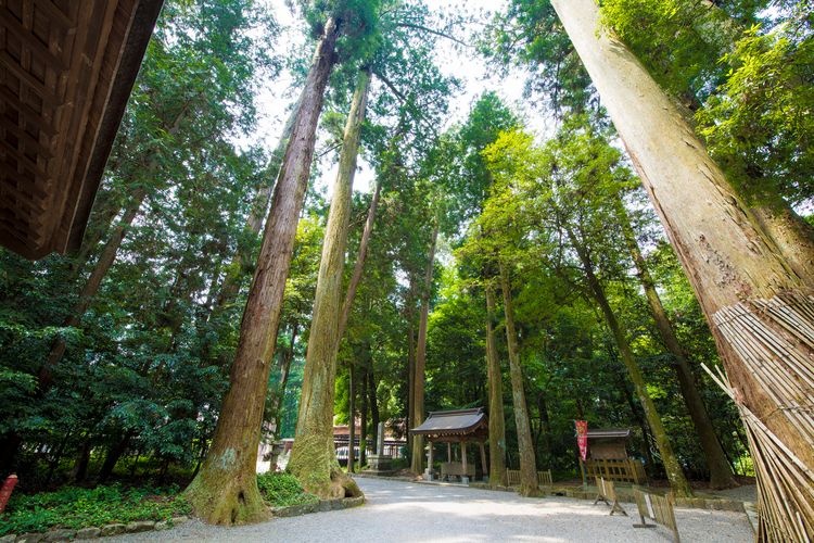 이와 신사 (Iwa Shrine) 3
