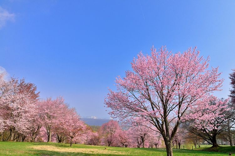 이와테 현민의 숲 (Iwate Kenmin no Mori) 3