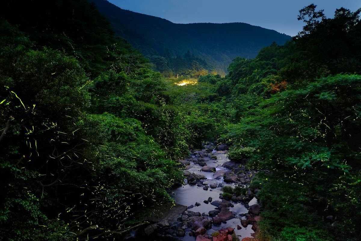 Fireflies of Iwayakawauchi River