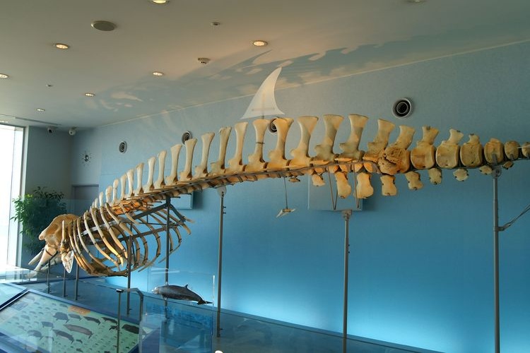 Iokworld Kagoshima Aquarium
