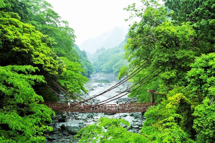 祖谷蔓橋 (Iya no Kazurabashi) 3
