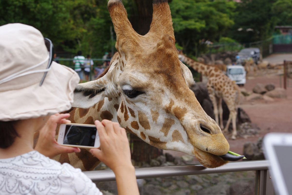 伊豆動物王國 (Izu Animal Kingdom)