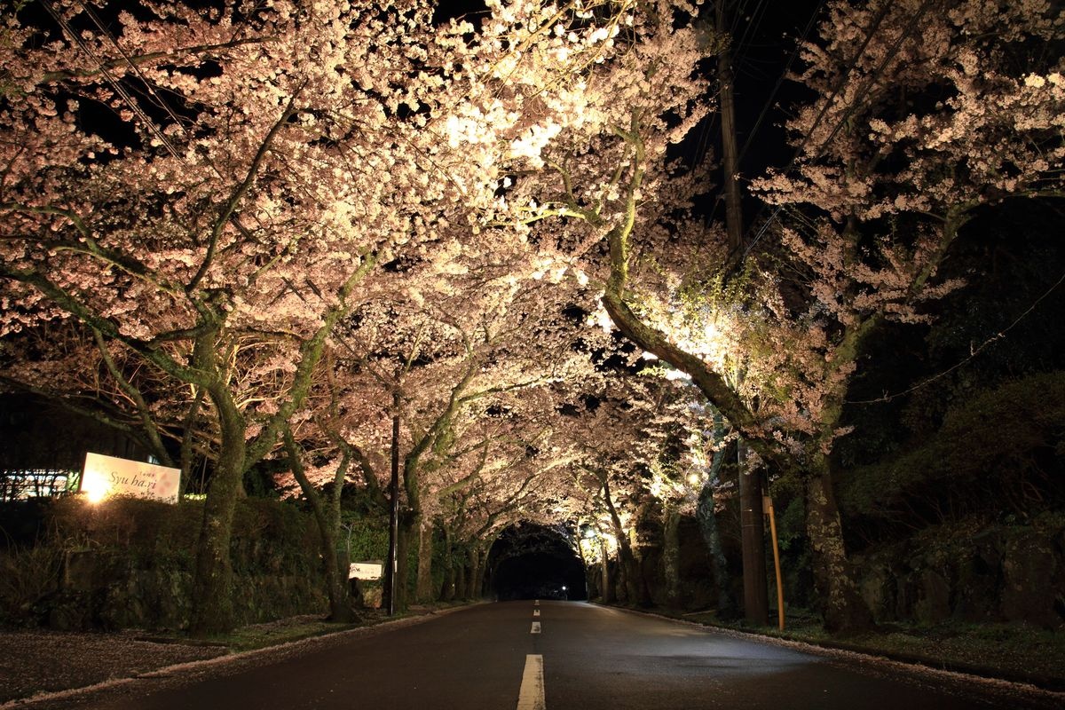 伊豆高原桜並木