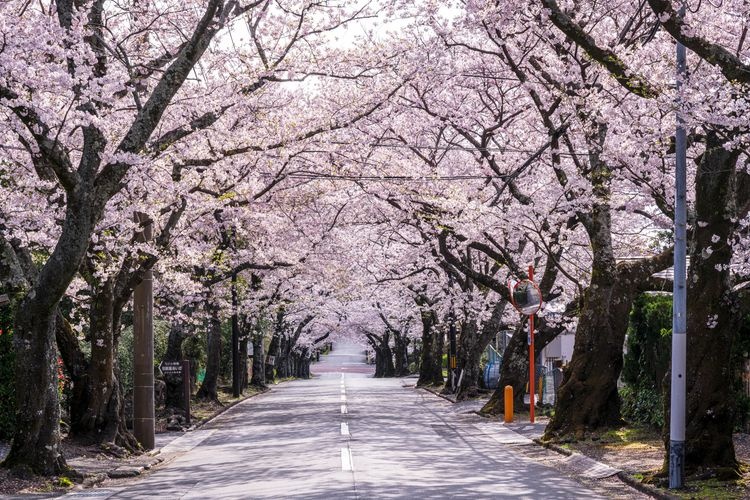 伊豆高原桜並木