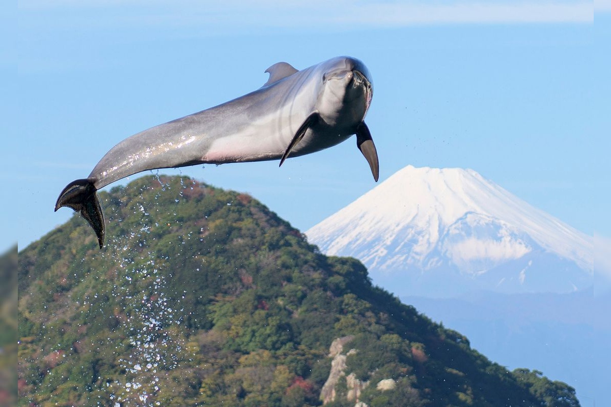 Izu Mito Sea Paradise