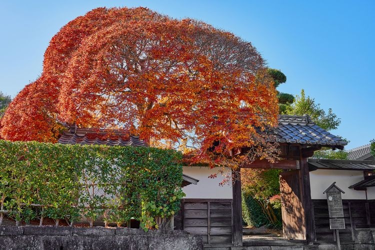 กลุ่มบ้านซามูไรอิซุมิฟุโมโตะ (Izumo Fumoto Samurai Residences) 3