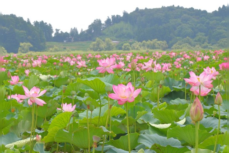 Izunuma